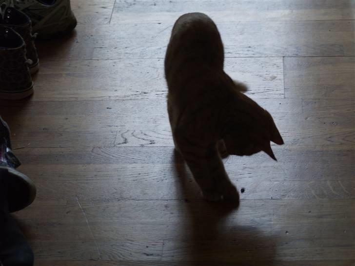 Huskat Anton - Legesyge killing!!<33 billede 4