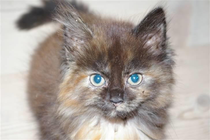 Blanding af racer Cleo billede 15