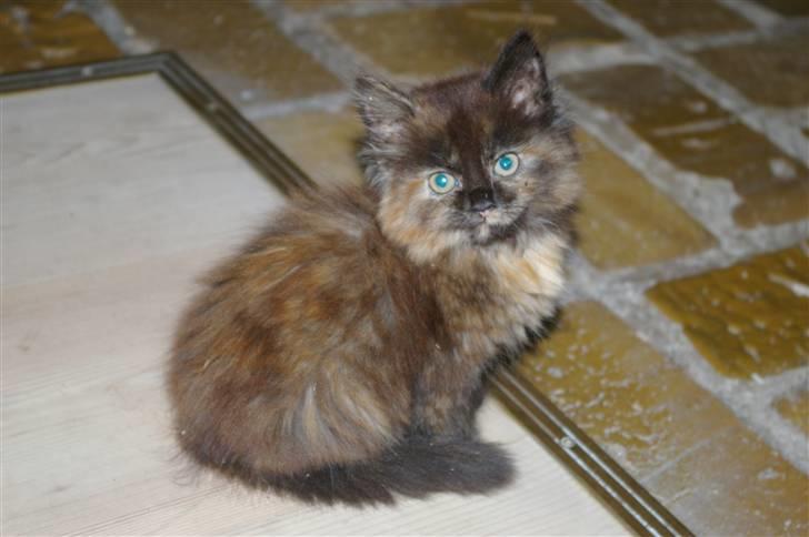 Blanding af racer Cleo billede 17