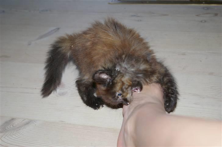 Blanding af racer Cleo billede 13