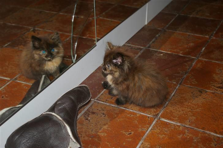 Blanding af racer Cleo billede 16