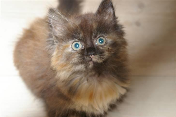 Blanding af racer Cleo billede 14