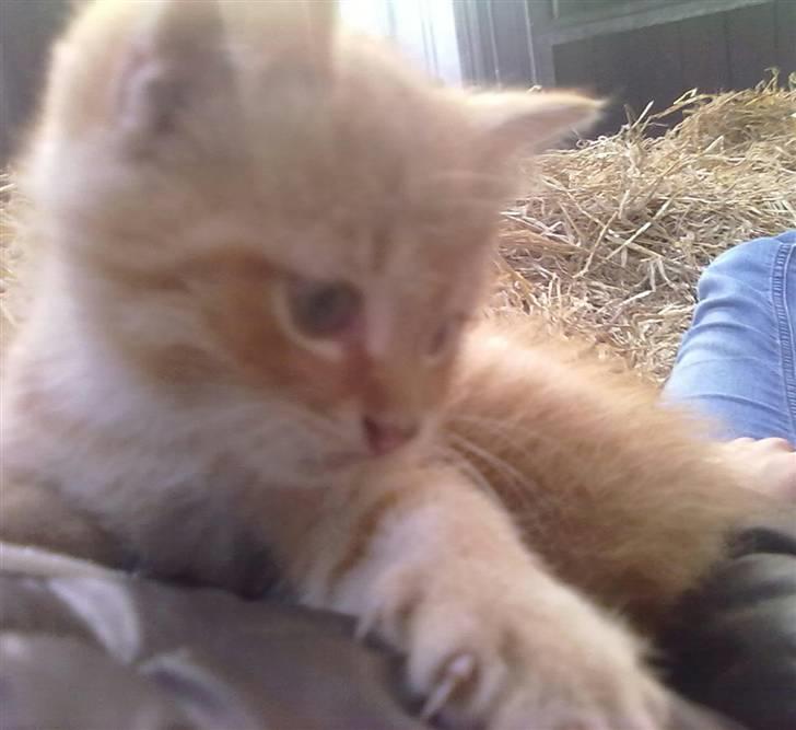 Blanding af racer Lukkie's Garfield Savnet -  Lukkie´s Garfield  billede 2