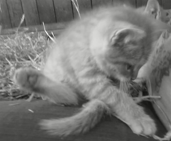 Blanding af racer Lukkie's Garfield Savnet -  Lukkie´s Garfield  billede 3