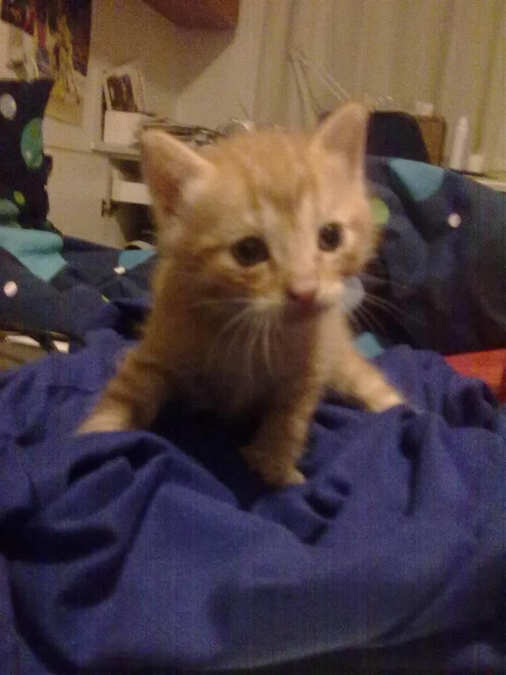 Blanding af racer Lukkie's Garfield Savnet -  Lukkie´s Garfield  billede 4