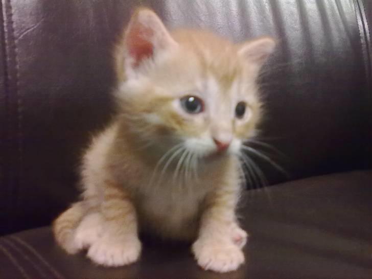 Blanding af racer Lukkie's Garfield Savnet -  Lukkie´s Garfield  billede 5