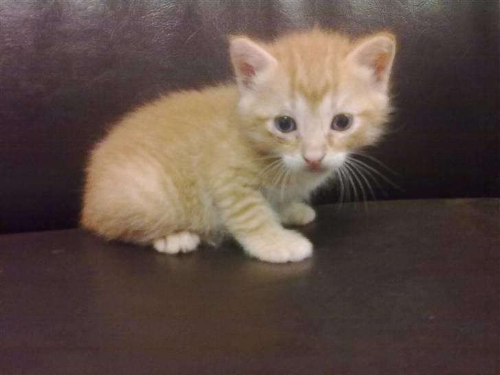 Blanding af racer Lukkie's Garfield Savnet -  Lukkie´s Garfield  billede 6