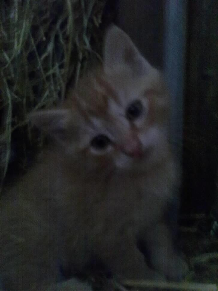 Blanding af racer Lukkie's Garfield Savnet -  Lukkie´s Garfield  billede 7