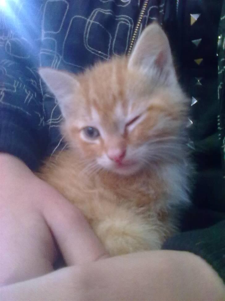 Blanding af racer Lukkie's Garfield Savnet -  Lukkie´s Garfield  billede 8