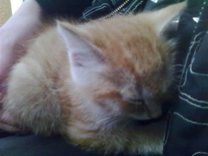 Blanding af racer Lukkie's Garfield Savnet -  Lukkie´s Garfield  billede 9