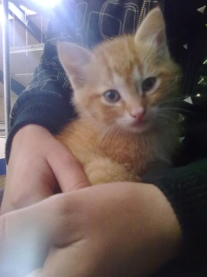 Blanding af racer Lukkie's Garfield Savnet -  Lukkie´s Garfield  billede 10