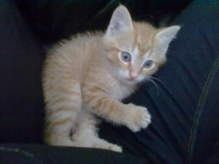 Blanding af racer Lukkie's Garfield Savnet -  Lukkie´s Garfield  billede 11