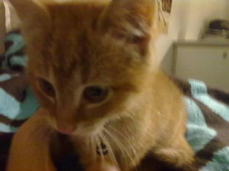 Blanding af racer Lukkie's Garfield Savnet -  Lukkie´s Garfield  billede 12