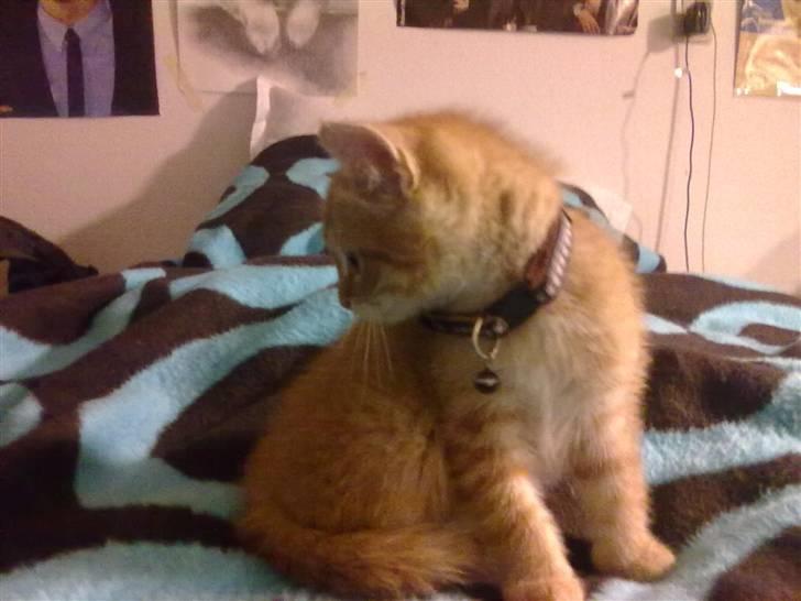 Blanding af racer Lukkie's Garfield Savnet -  Lukkie´s Garfield  billede 13