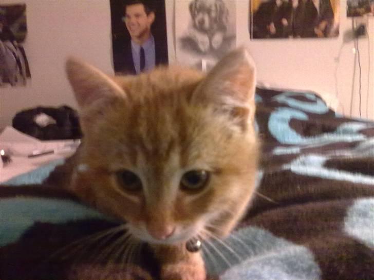 Blanding af racer Lukkie's Garfield Savnet -  Lukkie´s Garfield  billede 14