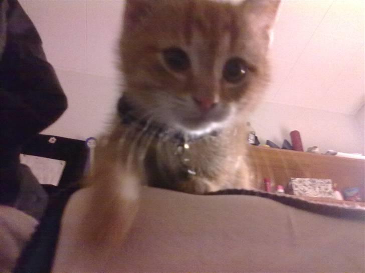 Blanding af racer Lukkie's Garfield Savnet -  Lukkie´s Garfield  billede 15