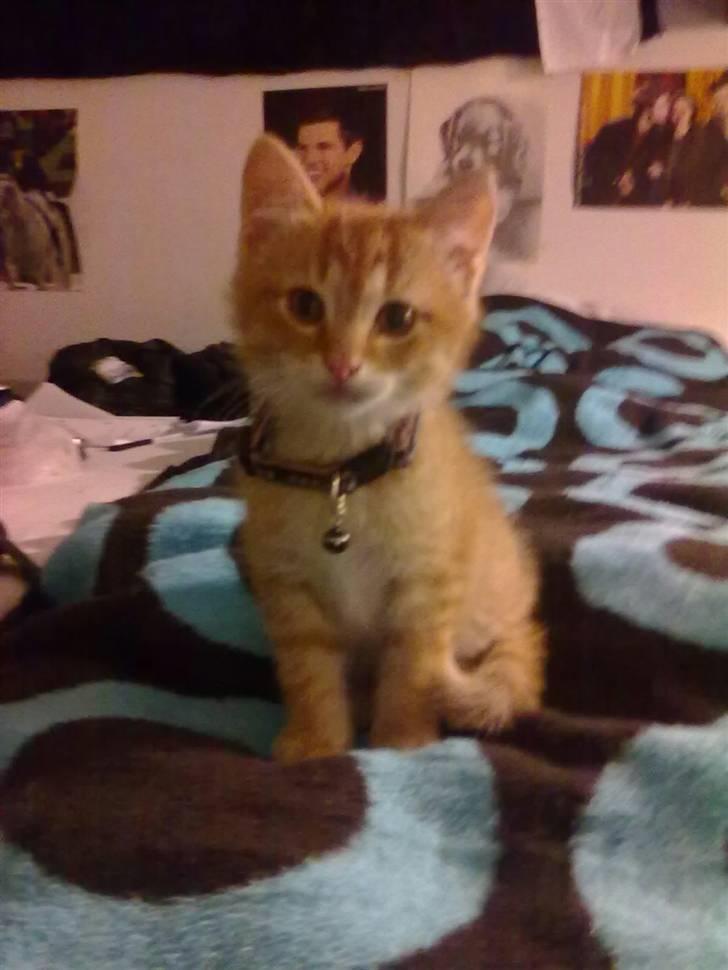 Blanding af racer Lukkie's Garfield Savnet -  Lukkie´s Garfield  billede 16