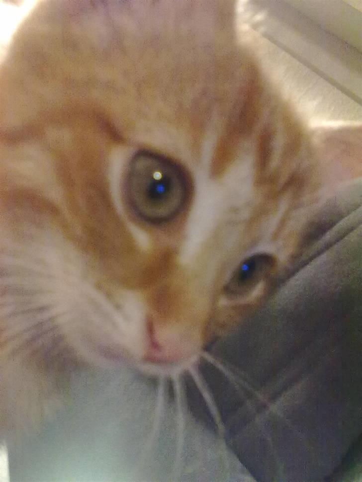 Blanding af racer Lukkie's Garfield Savnet -  Lukkie´s Garfield  billede 17