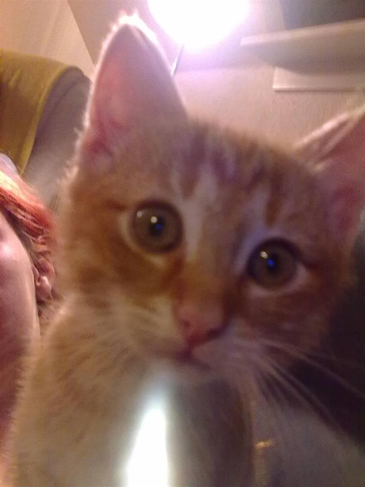 Blanding af racer Lukkie's Garfield Savnet -  Lukkie´s Garfield  billede 18