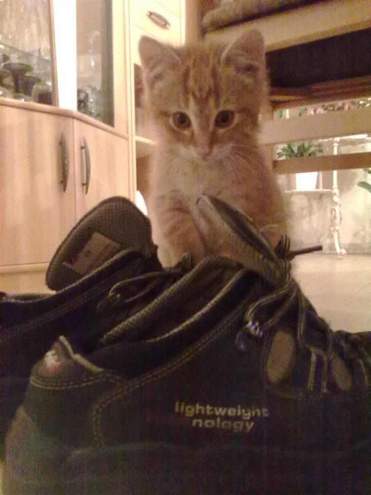 Blanding af racer Lukkie's Garfield Savnet -  Lukkie´s Garfield  billede 19