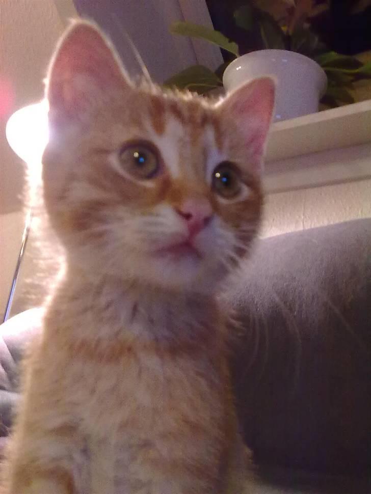 Blanding af racer Lukkie's Garfield Savnet -  Lukkie´s Garfield Siger tak fordi du kiggede forbi :) <3 billede 20