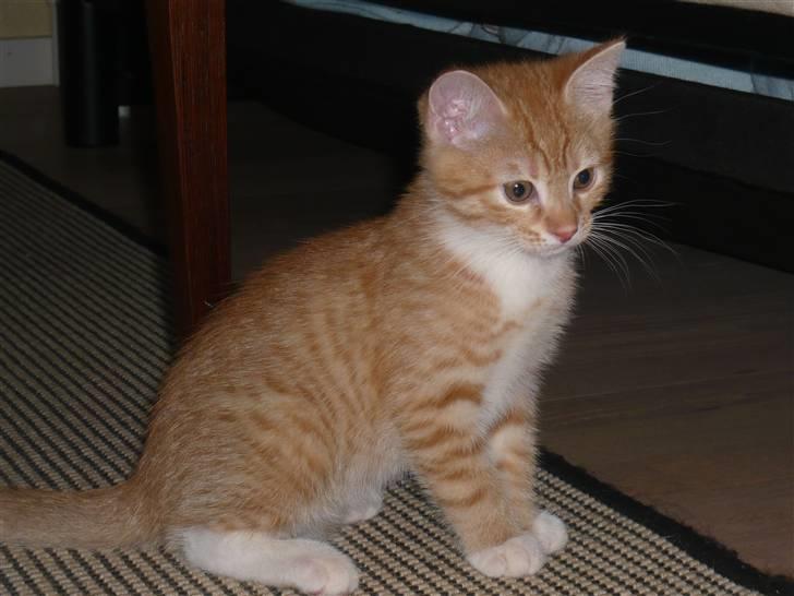 Huskat Abu - Her er han ikke så gammel :D billede 1