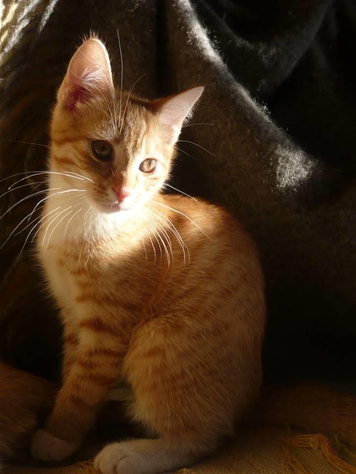 Huskat Abu - Davs du der :) billede 3