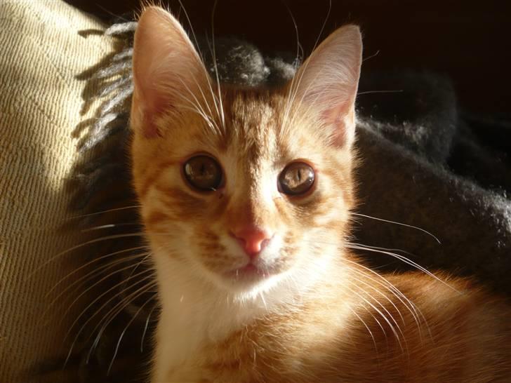 Huskat Abu - Et meget smalt hoved... billede 4