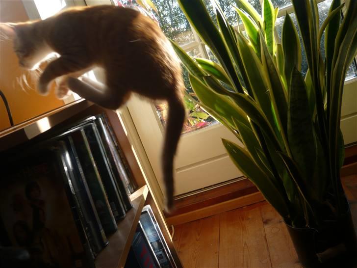 Huskat Abu - Synd at billedet blev så sløret, men han hopper altså op på et bord :D billede 5