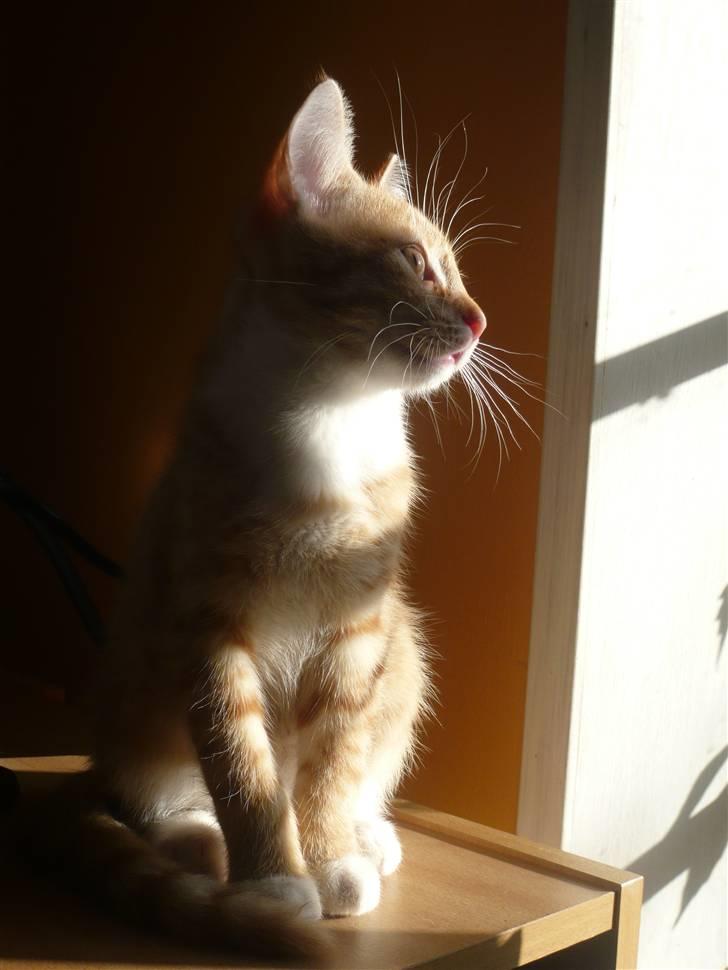 Huskat Abu - Smukke ;D billede 6