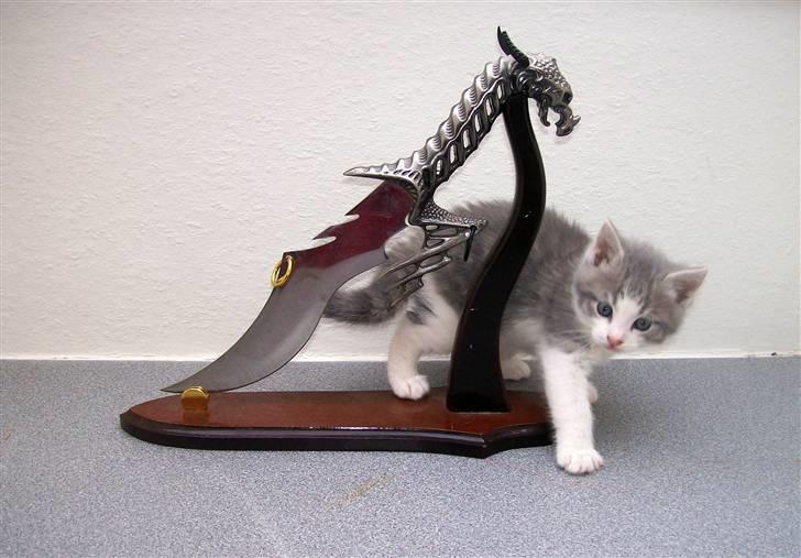 Huskat Gibbs the Silver Fox *SOLGT* - 5½ uger gammel - *Kniven er ikke skarp* billede 1