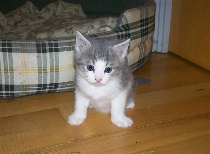 Huskat Gibbs the Silver Fox *SOLGT* - 5½ uge gammel billede 2