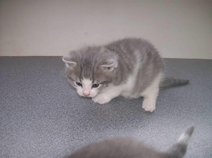 Huskat Gibbs the Silver Fox *SOLGT* - 3 uger gammel billede 3