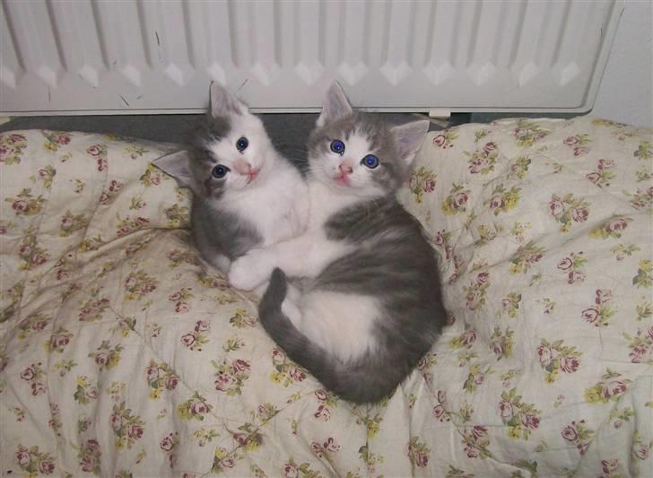 Huskat Gibbs the Silver Fox *SOLGT* - 5 uger gammel - Gibbs og søster (Gibbs til højre) billede 4