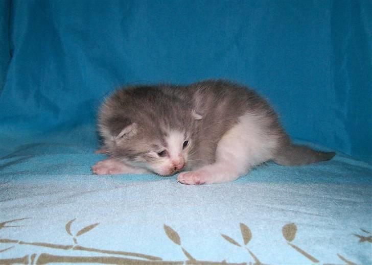 Huskat Gibbs the Silver Fox *SOLGT* - 2½ uge gammel billede 5