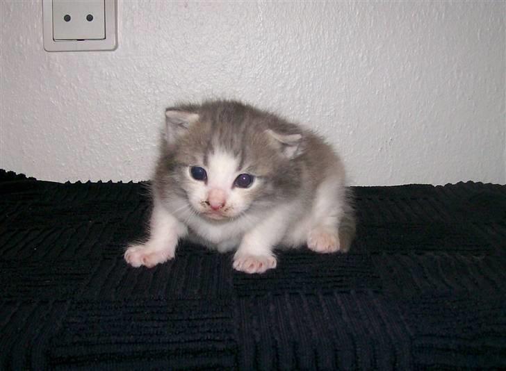 Huskat Gibbs the Silver Fox *SOLGT* - 3 uger gammel billede 6