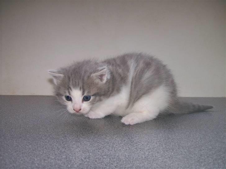 Huskat Gibbs the Silver Fox *SOLGT* - 3 uger gammel billede 7