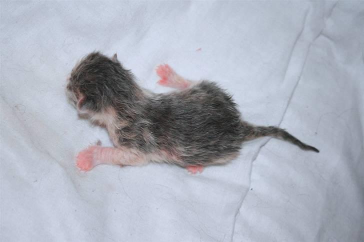 Huskat Gibbs the Silver Fox *SOLGT* - Gibbs fødselsdag - 0 dage gammel billede 8