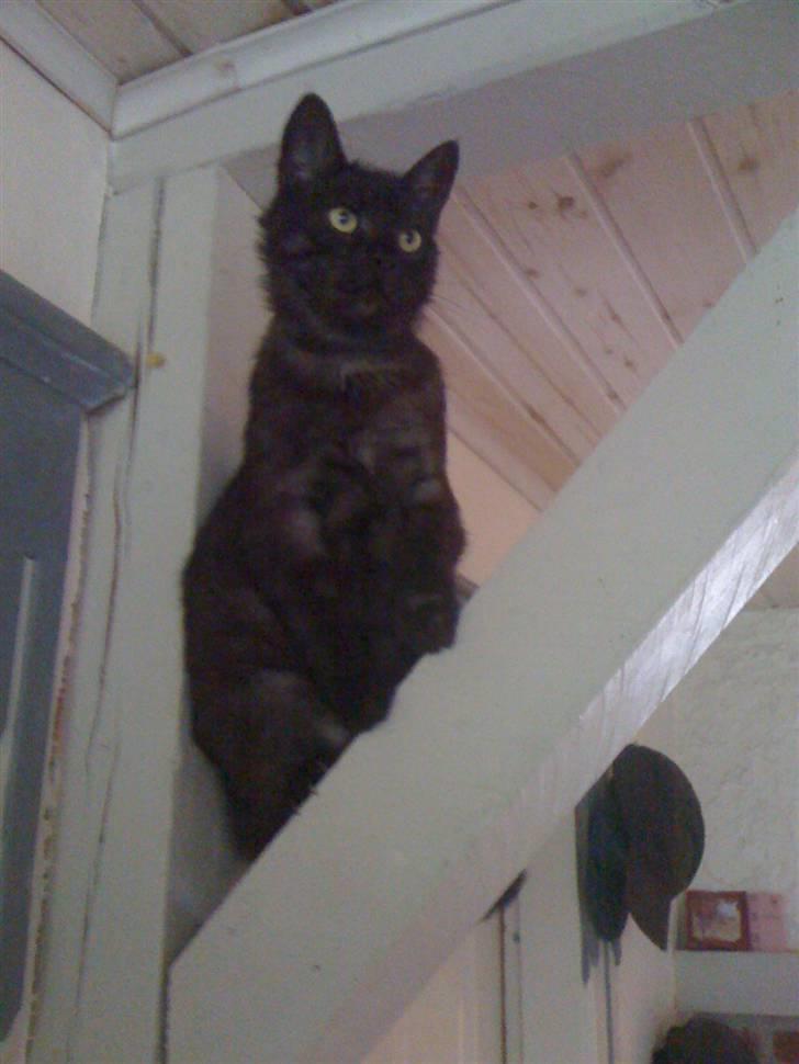 Huskat Filür  billede 1