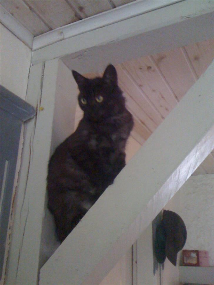 Huskat Filür  billede 2