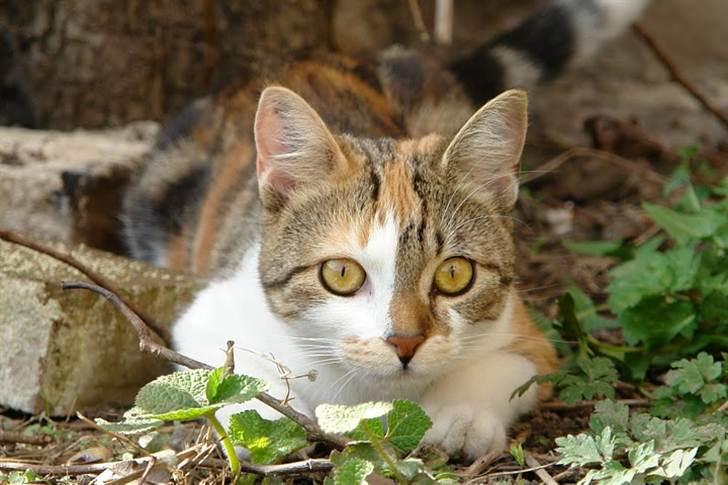 Huskat Mis billede 1