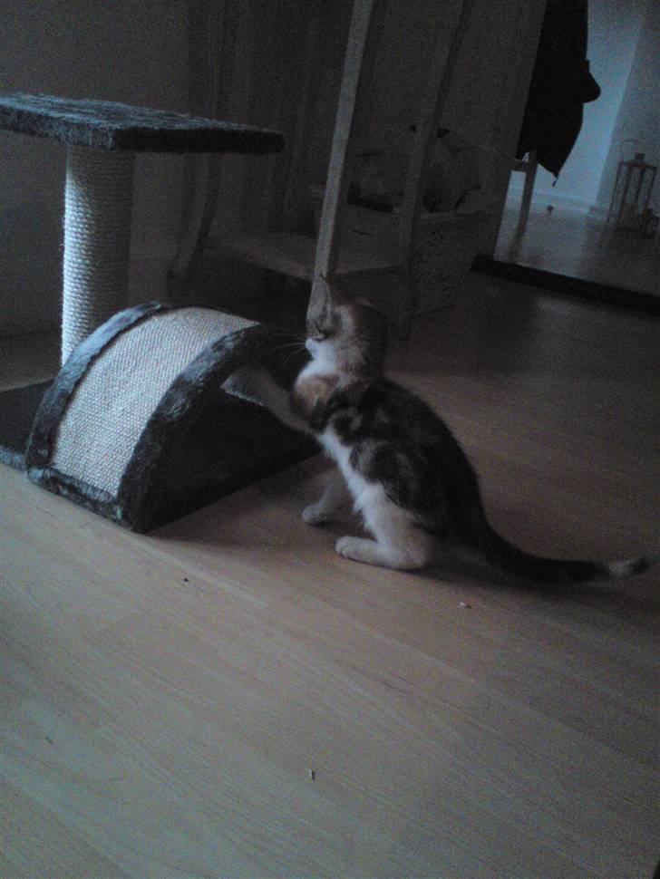 Huskat Mis billede 2