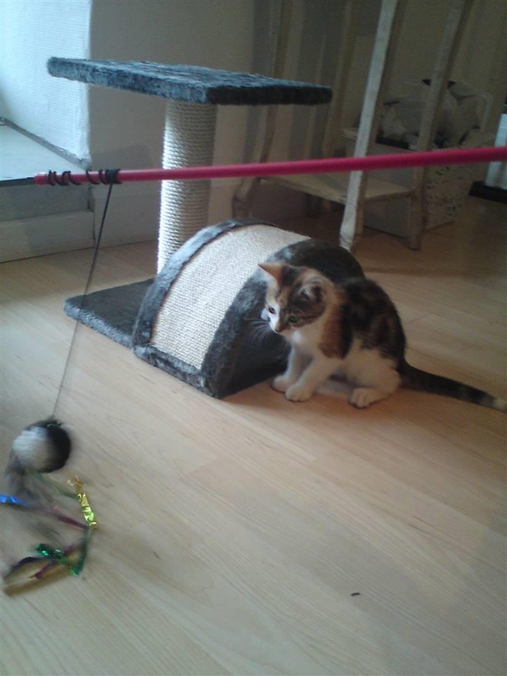 Huskat Mis billede 3