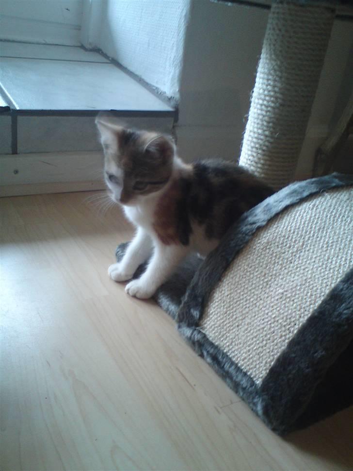 Huskat Mis billede 4