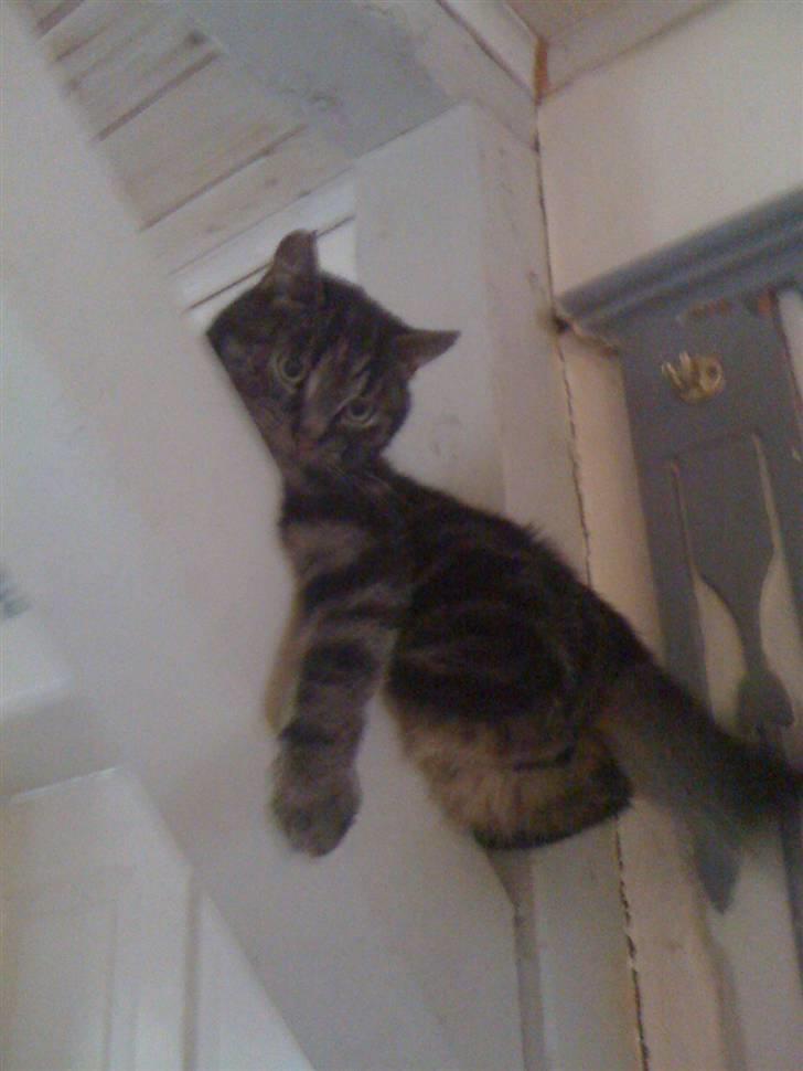 Huskat Coda  billede 1