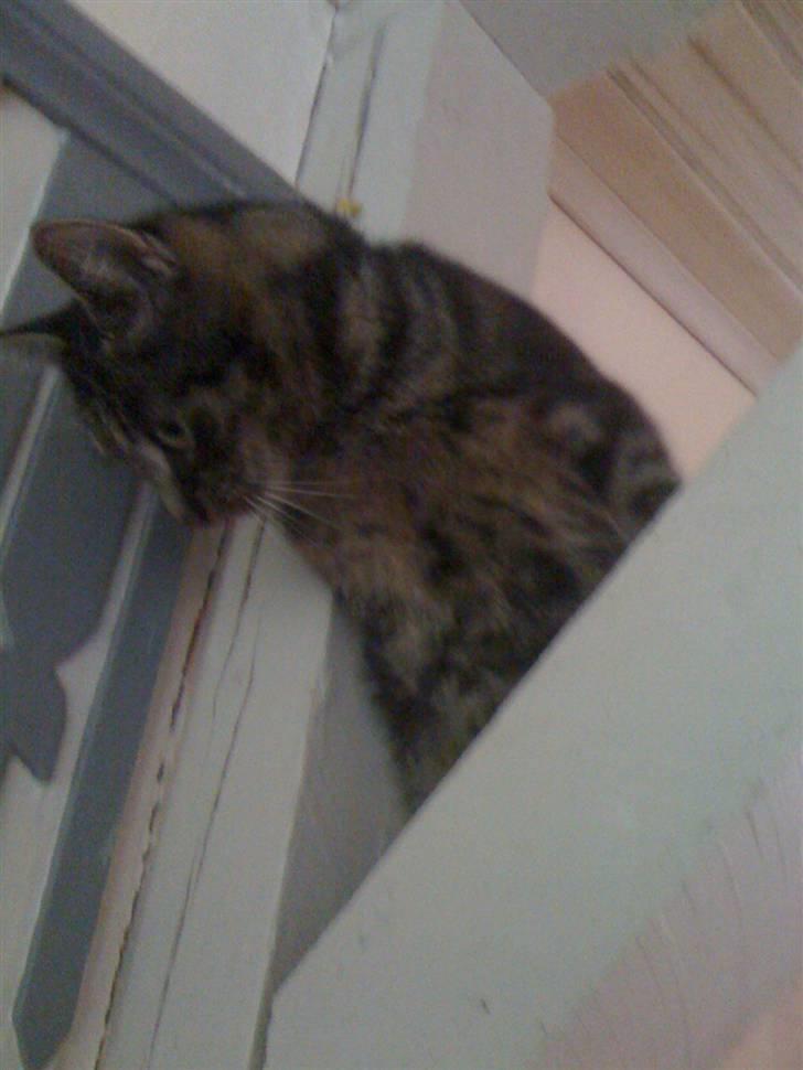 Huskat Coda  billede 2