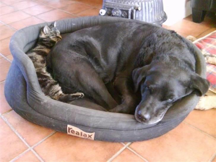 Huskat Coda  billede 4