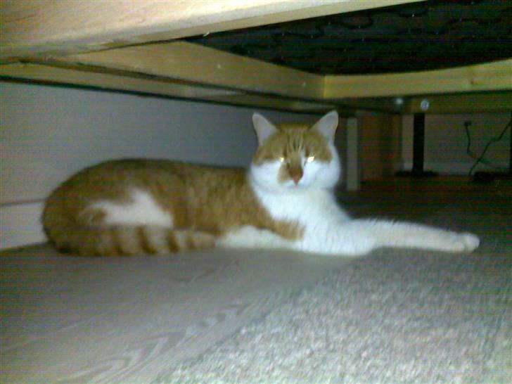 Blanding af racer Jonas billede 1