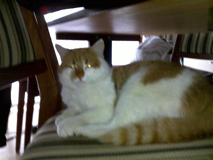 Blanding af racer Jonas billede 2