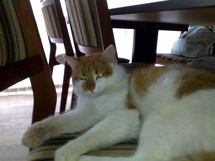 Blanding af racer Jonas billede 3